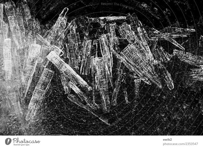 Cold caught Nature Water Winter Ice Frost Glittering Thin Long Point Black & white photo Exterior shot Close-up Detail Structures and shapes Deserted