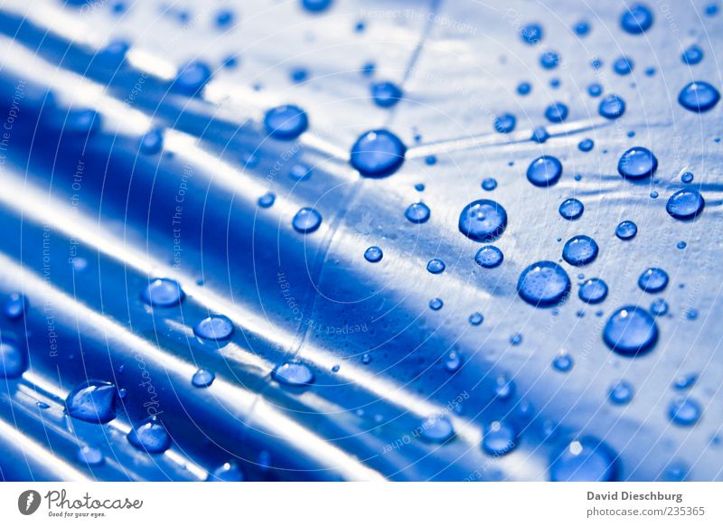 Blue Pealfamily Water Drops of water Wet Damp Dew Covers (Construction) Undulation Glittering Surface Round Wrinkles Structures and shapes Colour photo Close-up