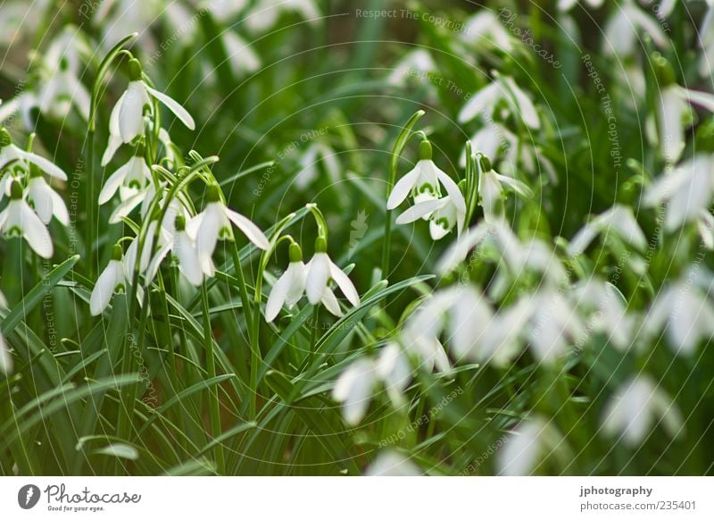 snowdrops Environment Nature Plant Earth Sand Air Sky Sunlight Spring Summer Climate Weather Beautiful weather Flower Grass Leaf Blossom Foliage plant