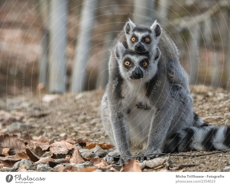 A stabbing look in a double pack Nature Animal Sun Beautiful weather Tree Leaf Forest Wild animal Animal face Pelt Monkeys Ring-tailed Lemur Half-apes Eyes