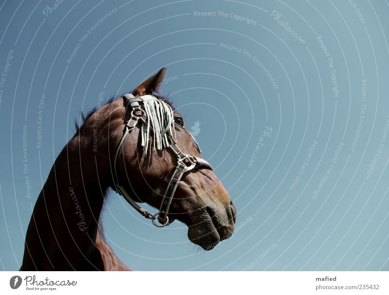 You noble steed Equestrian sports Sporting event Beautiful weather Animal Horse Animal face 1 Esthetic Strong Blue Brown Self-confident Power Willpower