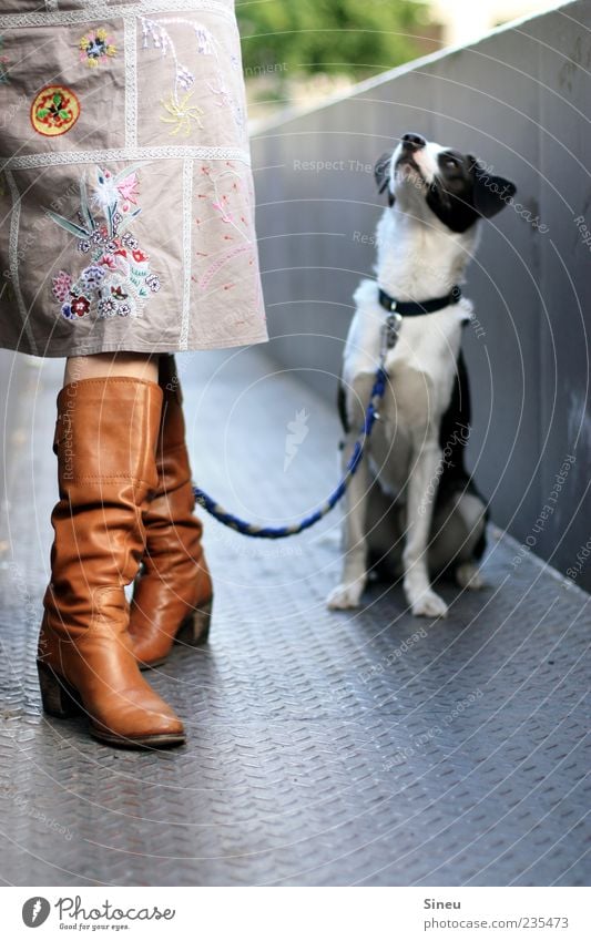 What about the reward now? Woman Adults Legs 1 Human being Skirt Boots Animal Dog Dog lead Neckband Sit Stand Wait Curiosity Smart Love of animals Patient