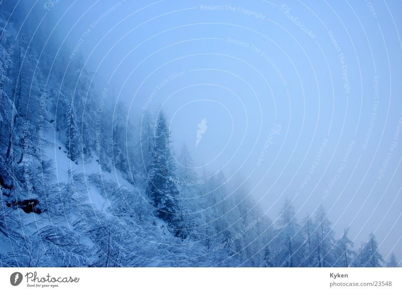 outlook Winter White Tree Cold Fir tree Slope Fog Mountain Blue Snow