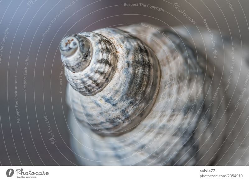 leaning tower Snail Snail shell Esthetic Blue Brown Gray Beginning Design Perspective Protection Symmetry Spiral Rotated Tower Crazy Tilt Structures and shapes