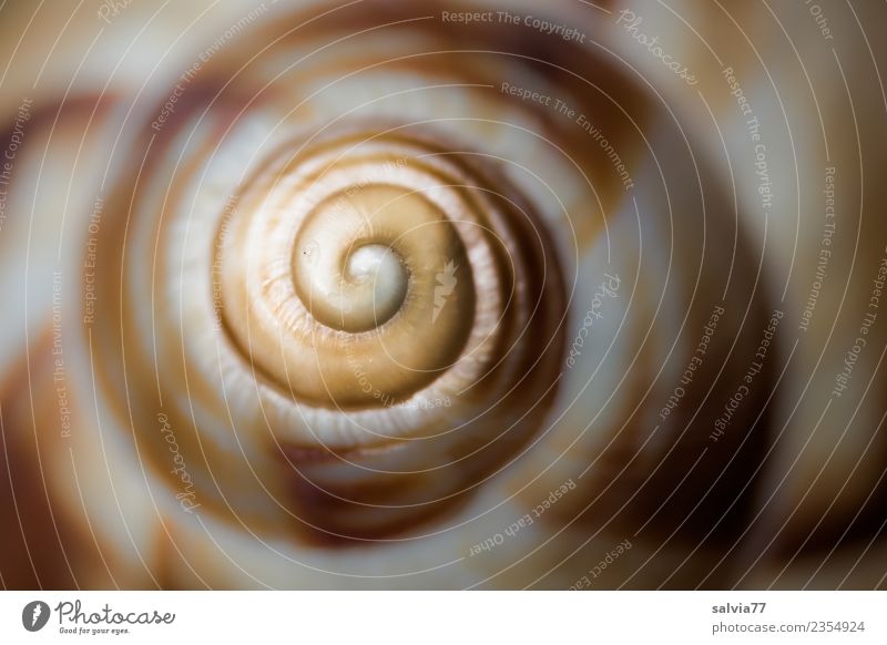 spiral Nature Animal Snail Snail shell Spiral Round Brown Yellow Gray Beginning Design Symmetry Structures and shapes Infinity logarithmic spiral Whorl Art Line