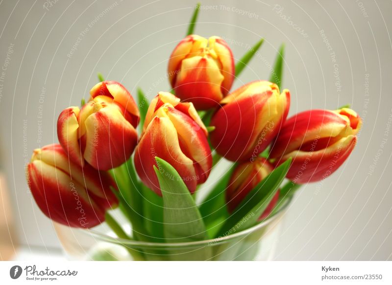 Tulips then near Spring Flower Blossom Red Yellow Near Glass