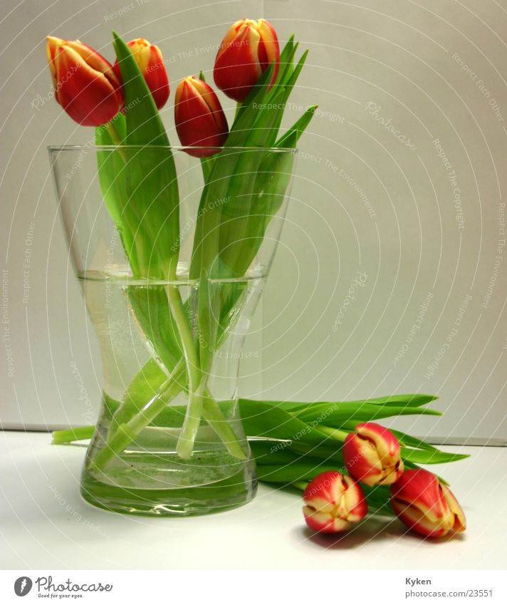tulips Tulip Yellow Red Green Flower Blossom Spring Leaf Multicoloured Vase Colour Glass Water