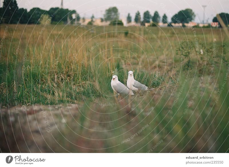 Orgsa Nature Grass Animal Wild animal Bird Seagull 2 Looking Scream Colour photo Subdued colour Exterior shot Deserted Copy Space left Copy Space bottom Dawn