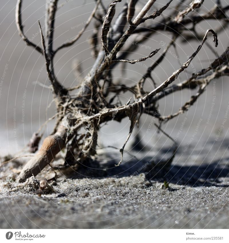 Spiekeroog | Survival artist Plant Sand Bushes Wood Dry Gray Branch Grain of sand Shriveled Withered Exterior shot Sunlight Tilt Exceptional Deserted