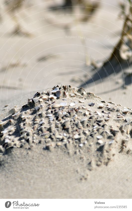 Spiekeroog. Muschelberg. Summer Beach Earth Sand Island Relaxation Shell sand Mussel Mussel fragments Colour photo Exterior shot Copy Space top