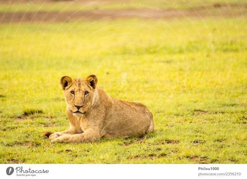 Lion lying in the grass gaggling Safari Baby Man Adults Mother Group Nature Animal Virgin forest Fur coat Cat Small Natural Wild Dangerous Africa Amboseli Kenya