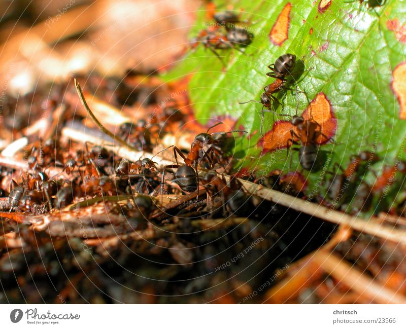 ants Ant Leaf Nest Macro (Extreme close-up)