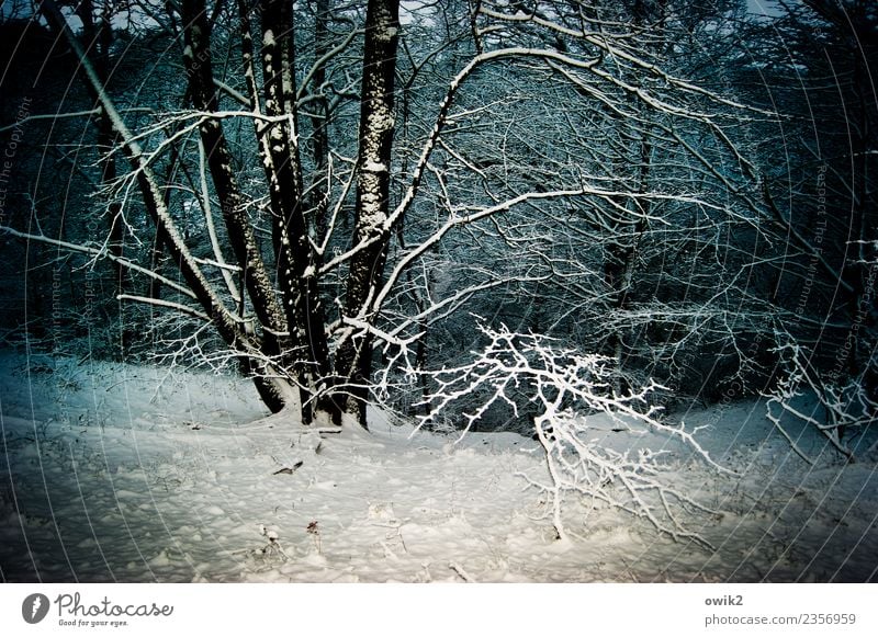 submerged Environment Nature Landscape Plant Winter Beautiful weather Ice Frost Snow Tree Twigs and branches Forest Illuminate Cold Patient Calm Idyll