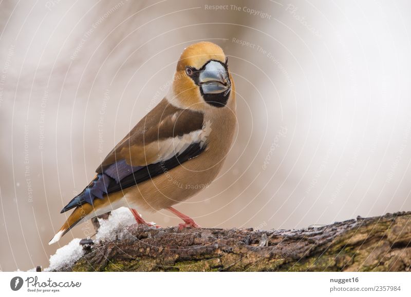 hawfinch Environment Nature Animal Spring Autumn Winter Climate Weather Ice Frost Snow Snowfall Plant Tree Branch Garden Park Forest Wild animal Bird