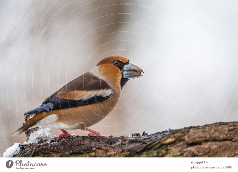 hawfinch Environment Nature Animal Sunlight Spring Autumn Winter Climate Weather Beautiful weather Ice Frost Snow Plant Tree Branch Garden Park Meadow Field