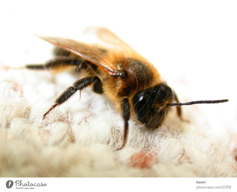 fleet bee Bee Macro (Extreme close-up)