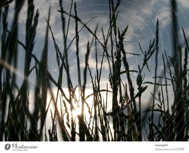 Looking through the grass (II) Grass Field Wayside Clouds Back-light Sun Sky X
