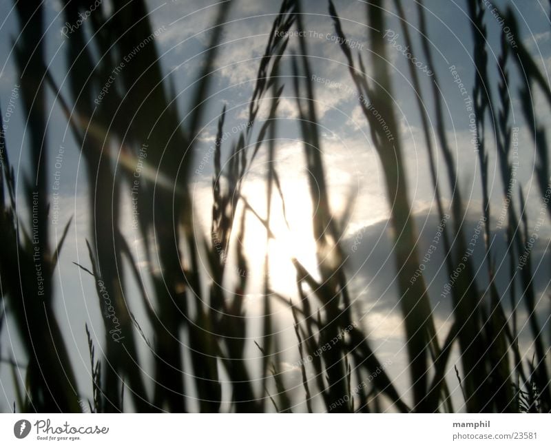 Looking through the grass (I) Grass Field Wayside Clouds Back-light Sun Sky X