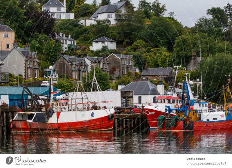 Oban Harbour. Fish Seafood Vacation & Travel Tourism Trip Beach Ocean Living or residing House (Residential Structure) Work and employment Profession Workplace