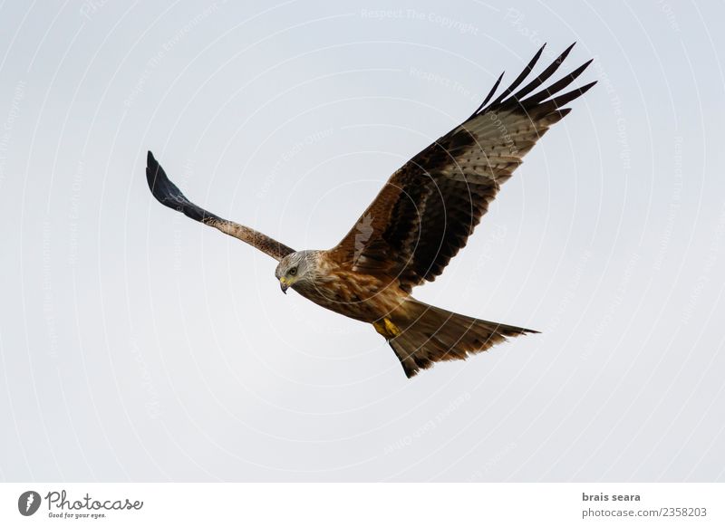 Red Kite Beautiful Freedom Summer Nature Animal Air Sky Cloudless sky Field Wild animal Bird Wing 1 Flying Elegant Natural Blue Brown Green Black Colour kite