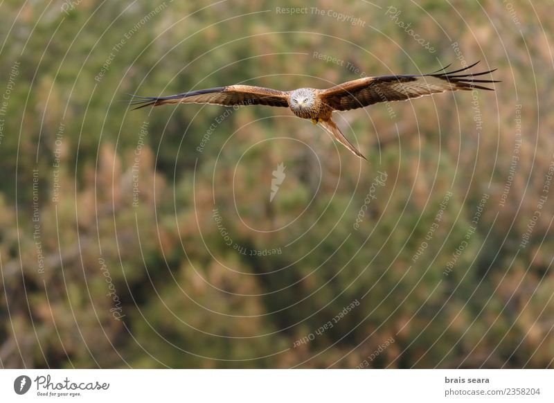 Red Kite Beautiful Freedom Summer Environment Nature Animal Air Sky Sun Autumn Winter Tree Grass Field Forest Wild animal Bird Wing 1 Flying Natural Blue Brown
