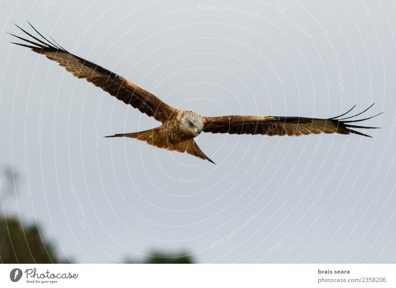 Red Kite Beautiful Freedom Summer Science & Research Nature Animal Air Sky Field Wild animal Bird Wing 1 Flying Elegant Natural Blue Brown Green Black Movement