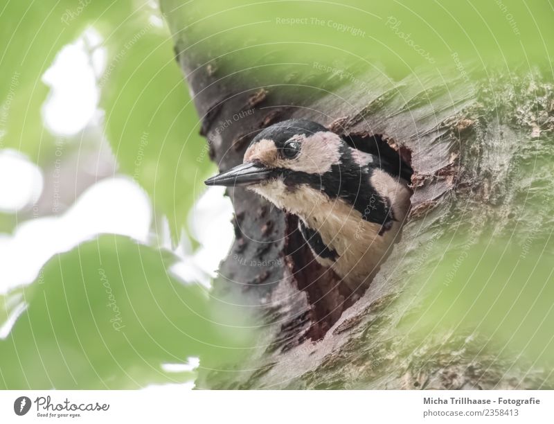 Great spotted woodpecker in the nesting cave Environment Nature Animal Sun Tree Tree trunk Forest Wild animal Bird Animal face Woodpecker Spotted woodpecker