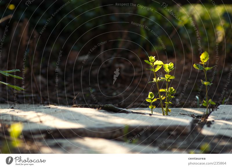 morning mood Nature Plant Leaf Wild plant Small Green Deserted Stone slab Growth Sunlight Colour photo Exterior shot Copy Space left Morning Shadow