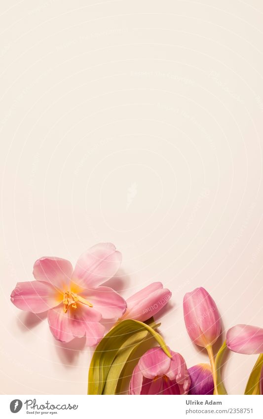 Pink tulip flowers Design Wellness Life Harmonious Well-being Contentment Relaxation Calm Meditation Spa Decoration Card Background picture Pattern