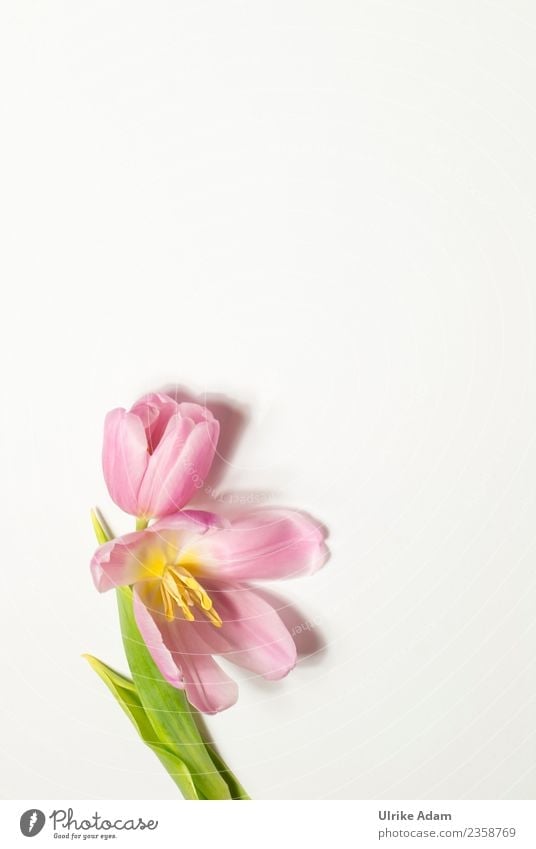 Pink Tulip - Greeting Card Elegant Design Wellness Life Harmonious Well-being Contentment Relaxation Calm Meditation Spa Background picture Pattern