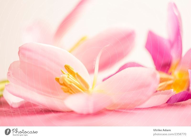 Wellness with pink tulip flowers Elegant Design Beautiful Life Harmonious Well-being Relaxation Meditation Spa Massage Card Background picture Pattern