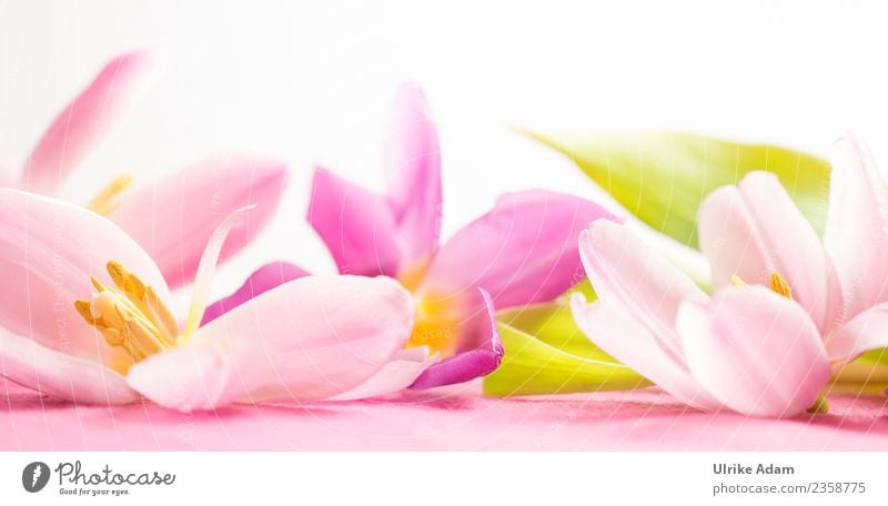 Wellness with pink tulip flowers Design Life Harmonious Well-being Contentment Relaxation Calm Meditation Spa Massage Swimming pool Image Pattern Mother's Day