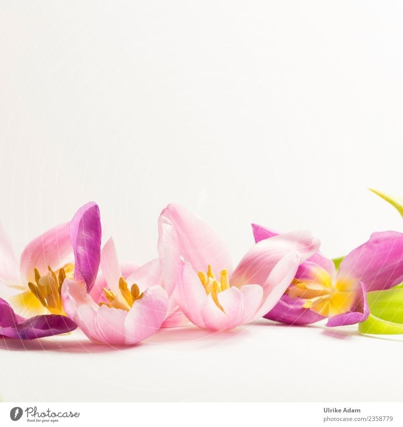 Wellness with pink tulip flowers Elegant Design Beautiful Life Harmonious Well-being Contentment Senses Relaxation Calm Meditation Spa Massage Swimming pool