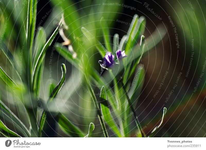 grass whispering Environment Nature Plant Spring Summer Flower Leaf Blossom Foliage plant Wild plant Growth Fresh Green Violet Colour photo Exterior shot