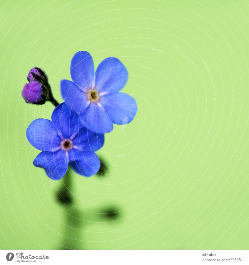 blue blossoms Nature Plant Spring Flower Leaf Blossom Forget-me-not Bud Blossom leave Blossoming Fragrance Beautiful Kitsch Natural Blue Green Mother's Day