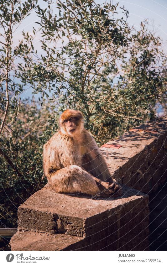 Monkey is sitting on wall Lifestyle Summer Adventure Animal Freedom Memory Nature Natural Exterior shot Vacation & Travel Wild