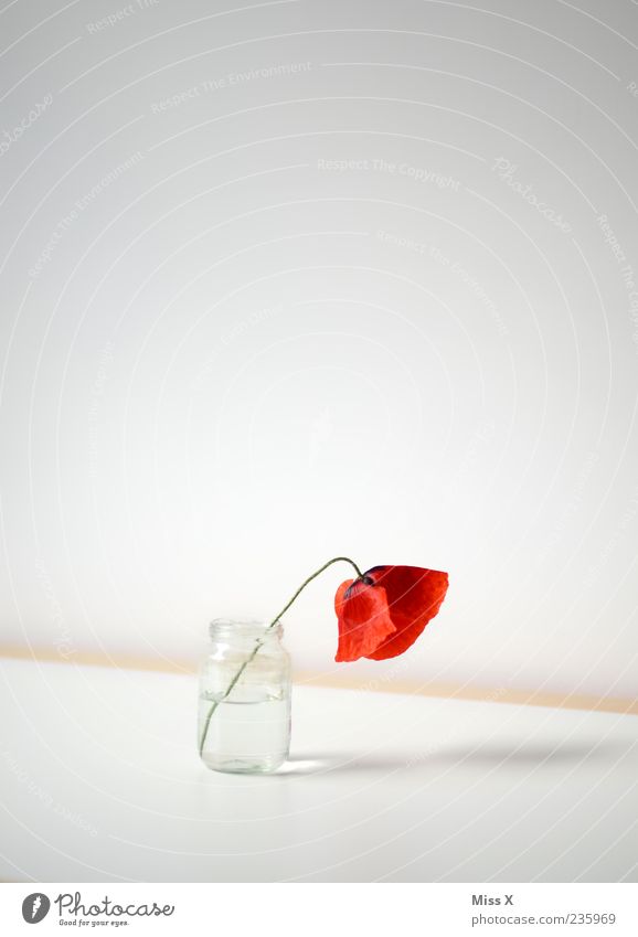 solitary Decoration Flower Blossom Blossoming Fragrance Faded To dry up Simple Red Sadness Grief Loneliness Exhaustion Poppy blossom Tumbler Vase Flower vase