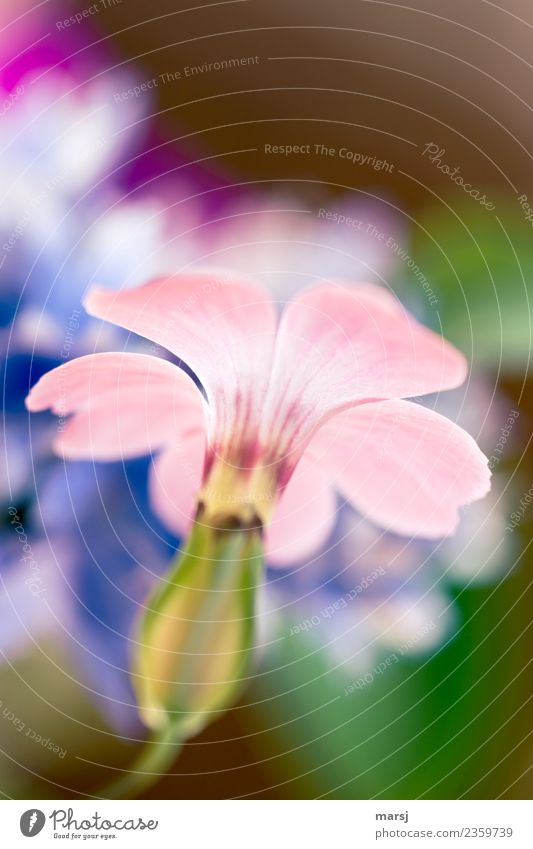 soon... Nature Plant Blossom Blossoming Illuminate Multicoloured Violet Spring fever Anticipation Power Purity Hope Smooth Pastel tone Colour photo Detail
