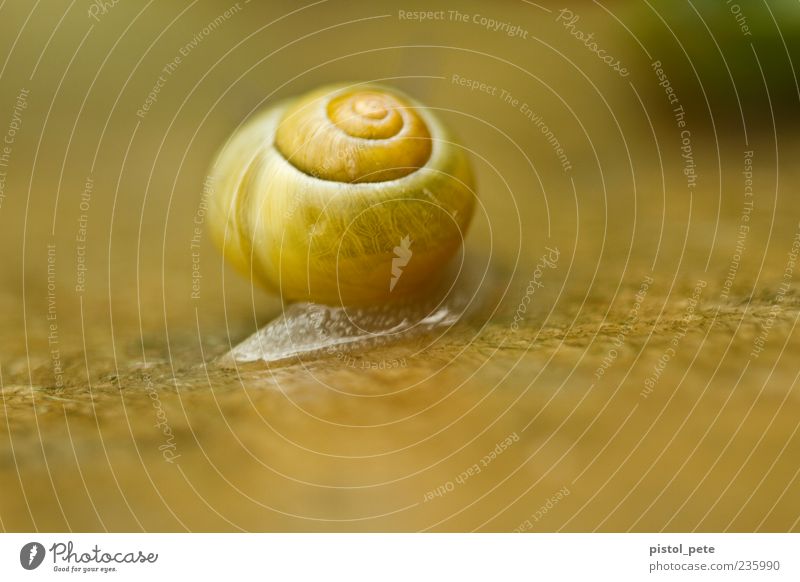 relocation Nature Animal Snail 1 Slimy Soft Brown Yellow Colour photo Exterior shot Close-up Macro (Extreme close-up) Deserted Light Sunlight