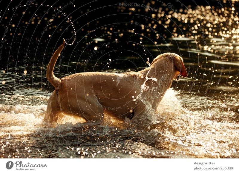 Golden Days Water Drops of water Sunrise Sunset Waves River bank Pond Lake Brook Animal Pet Dog Labrador 1 Swimming & Bathing Playing Jump Romp Happiness Happy