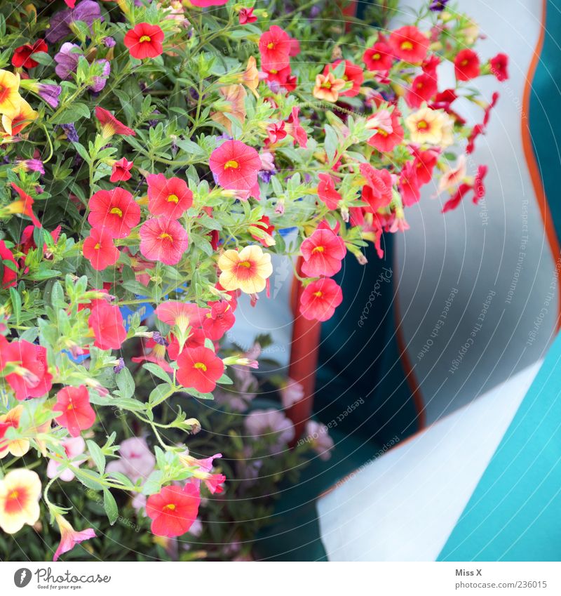 colorful flowers Plant Flower Leaf Blossom Pot plant Blossoming Fragrance Growth Multicoloured Balcony plant Balcony furnishings Colour photo Exterior shot