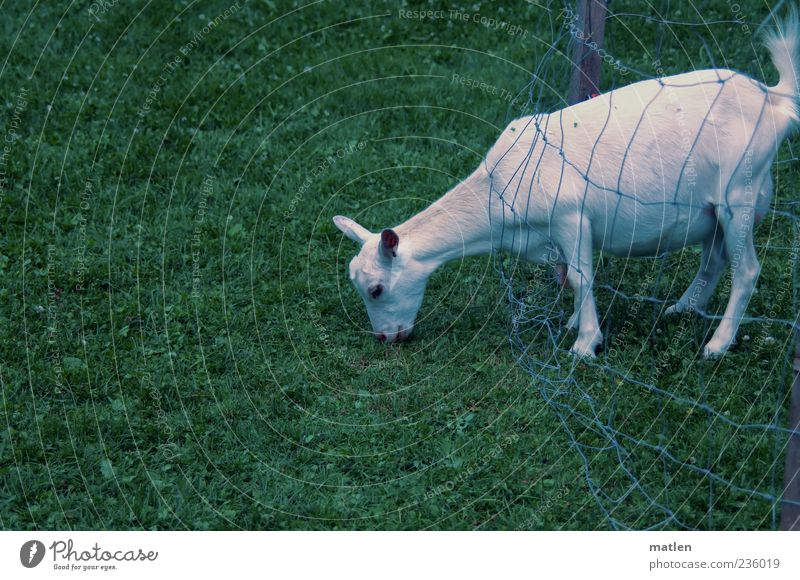 human Pet 1 Animal Meadow Subdued colour Exterior shot Copy Space left Day Farm animal Goats Pasture To feed Grass Fence Barrier Net Brash Remote Unreachable