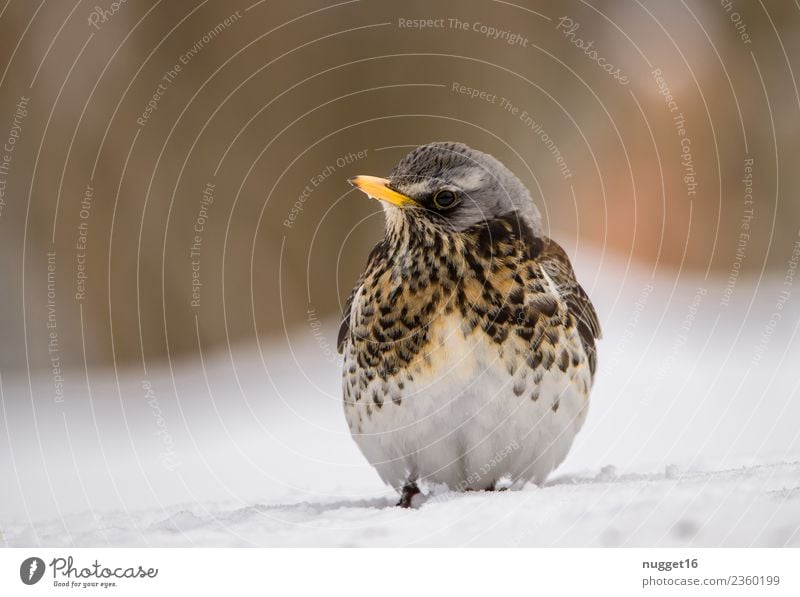 Juniper Thrush in the snow Environment Nature Animal Spring Autumn Winter Climate Weather Beautiful weather Ice Frost Snow Garden Park Meadow Field Forest