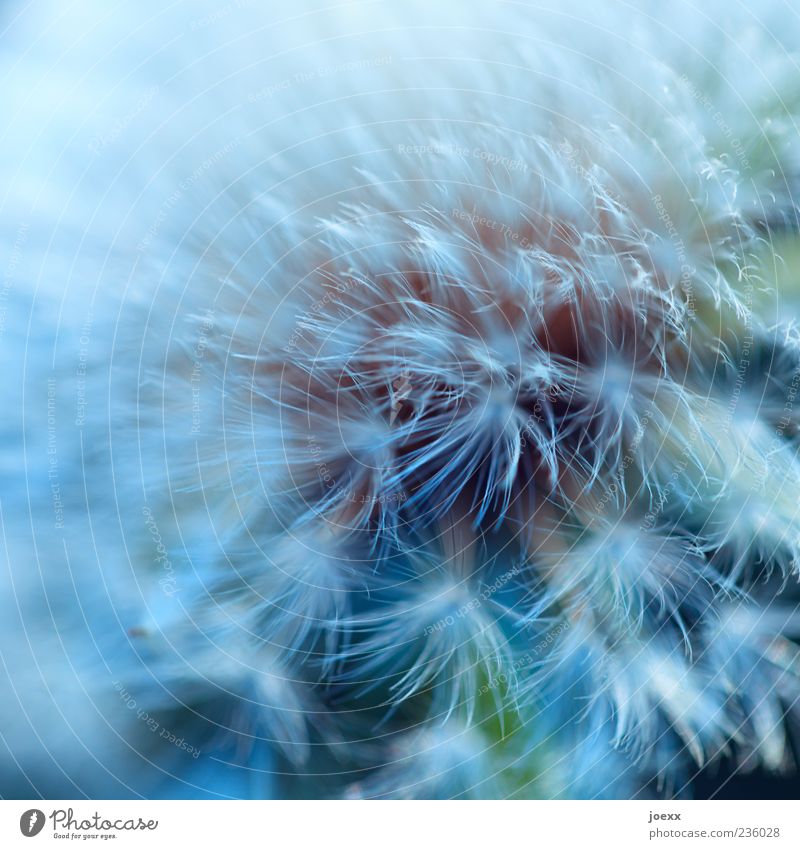 Ready for departure Plant Wild plant Soft Blue Green White Dandelion Colour photo Exterior shot Macro (Extreme close-up) Deep depth of field Nature Copy Space