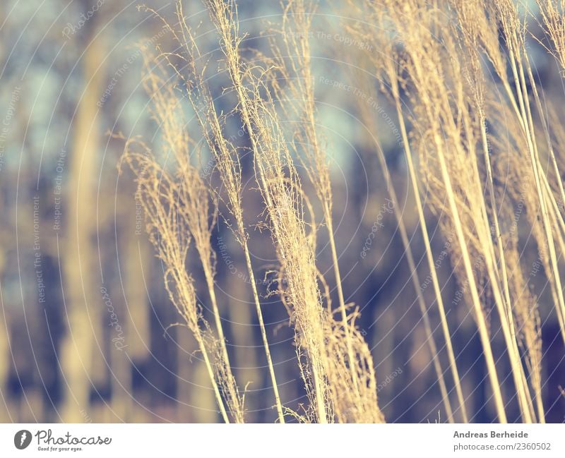 Pampas grass detail view Summer Nature Plant Wind Park Cold Yellow selloana cortaderia natural beautiful light flower leaf environment botany feather field