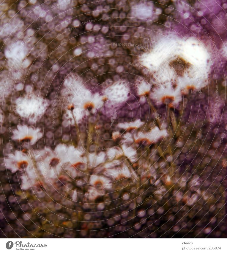 spring rain Plant Drops of water Spring Summer Blossom Glass Water Spring fever Multicoloured Blur Abstract Exceptional White Violet Deserted Art
