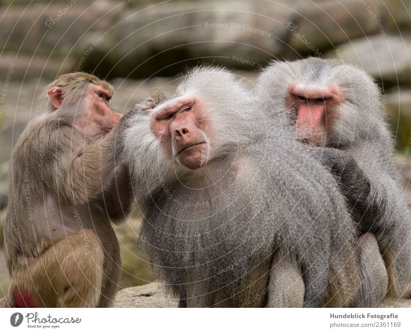 Baboon Pacha Animal Wild animal Animal face Pelt Zoo Monkeys 3 Group of animals Pack Serene Patient Calm delouse Colour photo Exterior shot Day Light Blur