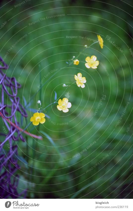 onlookers Flower Blossom Fence Garden fence Blossoming Yellow Green Smooth Graceful Small Colour photo Subdued colour Close-up Deserted Day