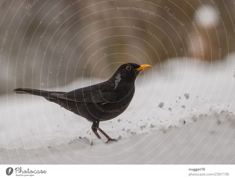 Blackbird in the snow Environment Nature Animal Spring Autumn Winter Climate Weather Beautiful weather Ice Frost Snow Snowfall Garden Park Meadow Forest