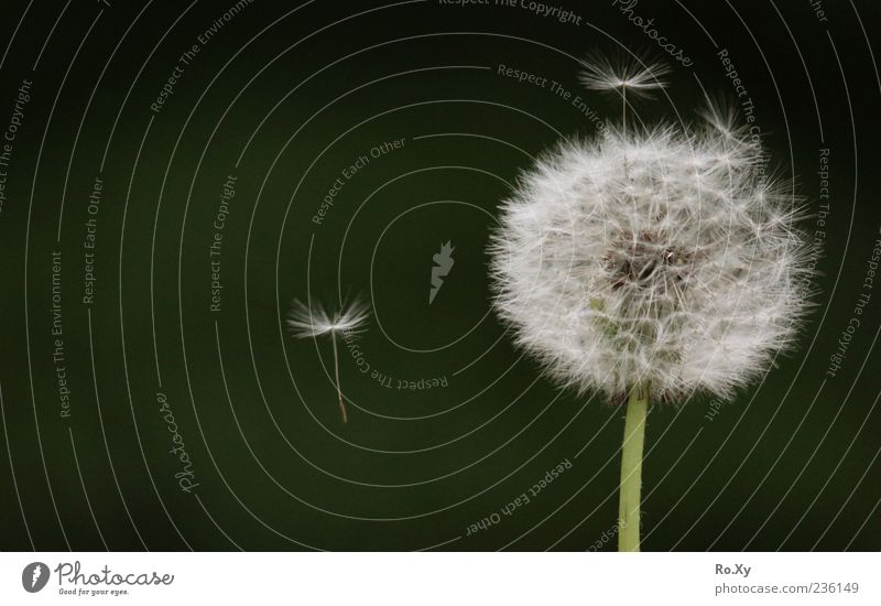 dandelion Nature Air Plant Flower Blossom Flying Multicoloured Green White Movement Colour photo Exterior shot Close-up Detail Day Contrast Deserted Ease